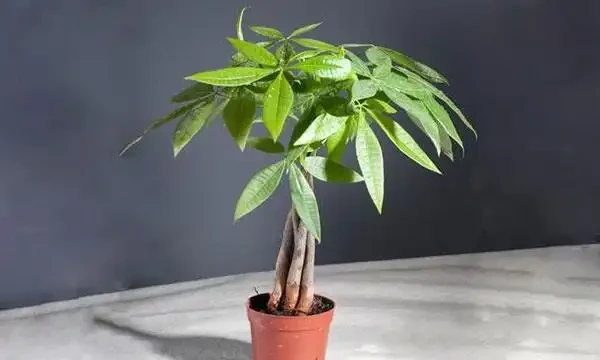 發財樹施肥應以氮肥為主，磷鉀肥為輔！薄肥勤施枝葉茂密不燒根！