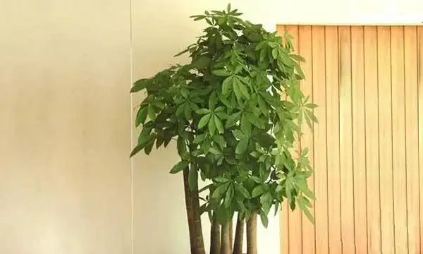 發財樹施肥應以氮肥為主，磷鉀肥為輔！薄肥勤施枝葉茂密不燒根！