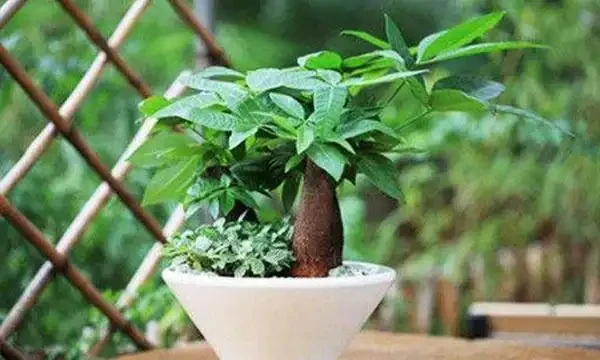 發財樹施肥應以氮肥為主，磷鉀肥為輔！薄肥勤施枝葉茂密不燒根！