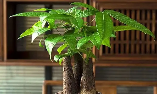 發財樹施肥應以氮肥為主，磷鉀肥為輔！薄肥勤施枝葉茂密不燒根！