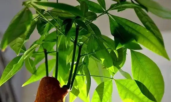 發財樹施肥應以氮肥為主，磷鉀肥為輔！薄肥勤施枝葉茂密不燒根！