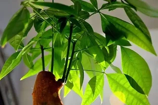 發財樹施肥應以氮肥為主，磷鉀肥為輔！薄肥勤施枝葉茂密不燒根！