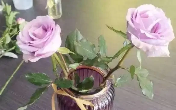 5種漂亮的「玫瑰花」品種,色彩繽紛豔麗,實乃玫瑰中的「精品」