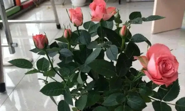 玫瑰怎麼澆水?培養土宜見乾才澆,夏季多噴霧冬季澆溫水!