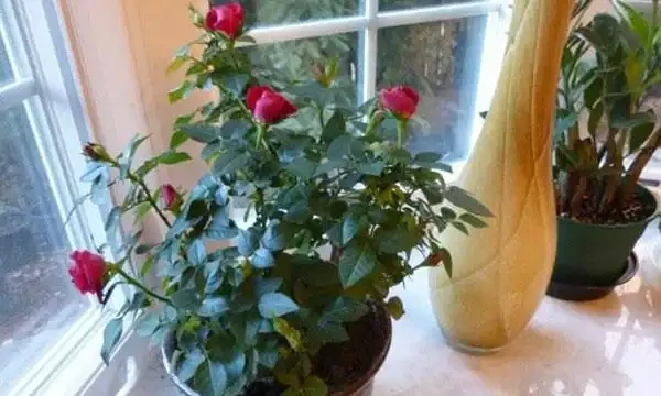 玫瑰怎麼澆水?培養土宜見乾才澆,夏季多噴霧冬季澆溫水!