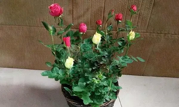 玫瑰怎麼澆水?培養土宜見乾才澆,夏季多噴霧冬季澆溫水!