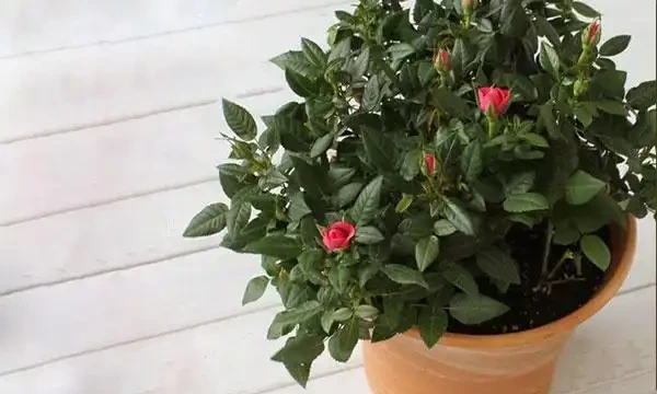 玫瑰怎麼澆水?培養土宜見乾才澆,夏季多噴霧冬季澆溫水!
