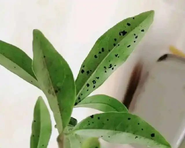金彈子盆景葉片上有很多黑圈圈,農藥防治很快就搞定,後期這樣養