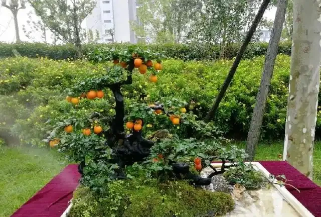 金彈子盆景葉片上有很多黑圈圈,農藥防治很快就搞定,後期這樣養