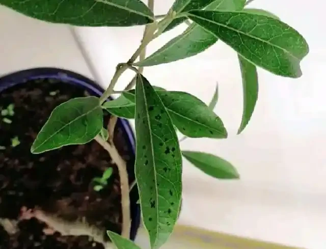 金彈子盆景葉片上有很多黑圈圈,農藥防治很快就搞定,後期這樣養