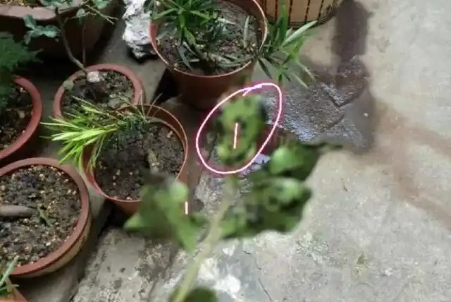 金彈子盆景葉片上有很多黑圈圈,農藥防治很快就搞定,後期這樣養