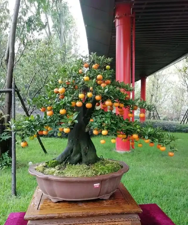 金彈子盆景葉片上有很多黑圈圈,農藥防治很快就搞定,後期這樣養