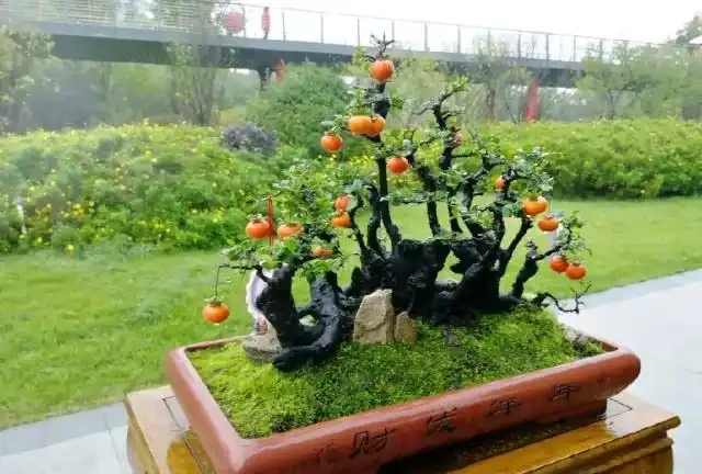 金彈子盆景葉片上有很多黑圈圈,農藥防治很快就搞定,後期這樣養