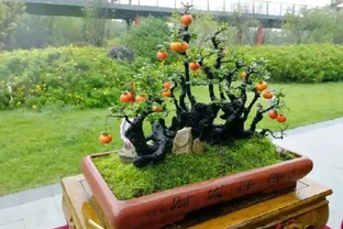 金彈子盆景葉片上有很多黑圈圈，農藥防治很快就搞定，後期這樣養