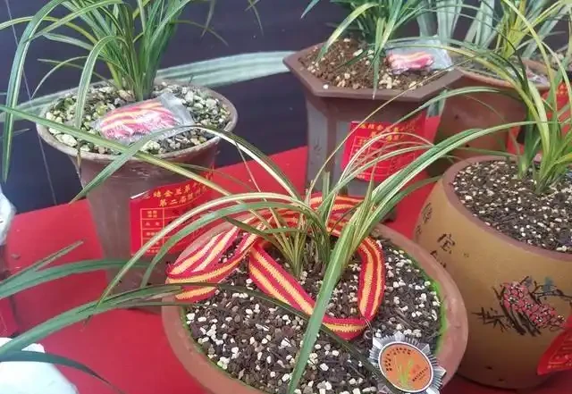 蘭花葉子黃化的成因和預防方法