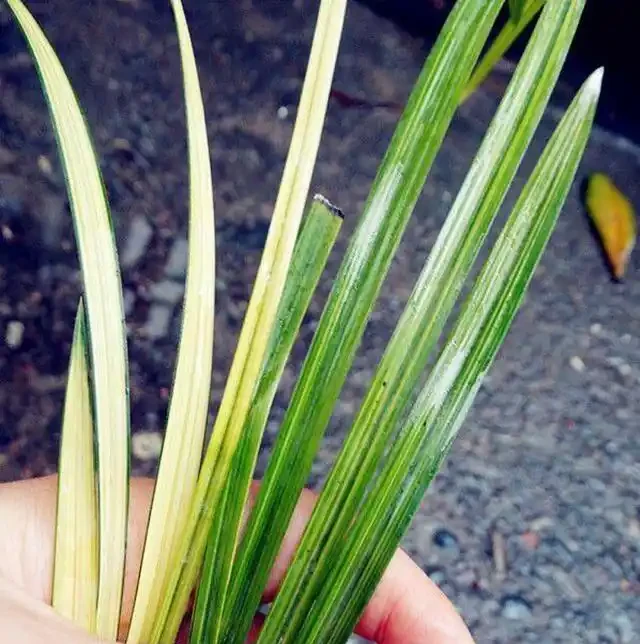 蘭花葉子黃化的成因和預防方法