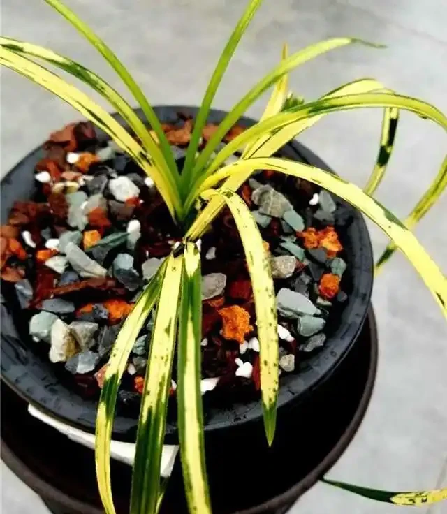 蘭花葉子黃化的成因和預防方法