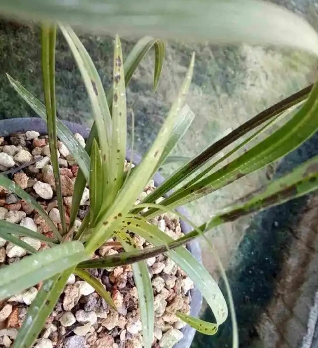 蘭花葉子黃化的成因和預防方法