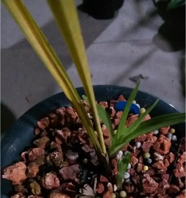 蘭花葉子黃化的成因和預防方法