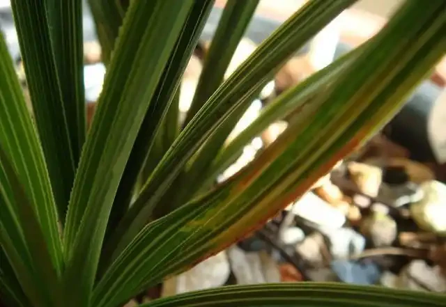 蘭花葉子黃化的成因和預防方法