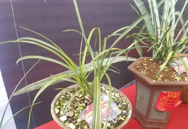 蘭花葉子黃化的成因和預防方法