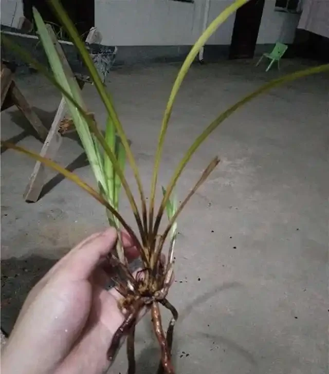 蘭花葉子黃化的成因和預防方法