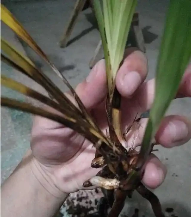 蘭花葉子黃化的成因和預防方法