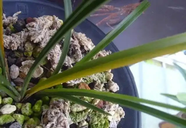 蘭花葉子黃化的成因和預防方法