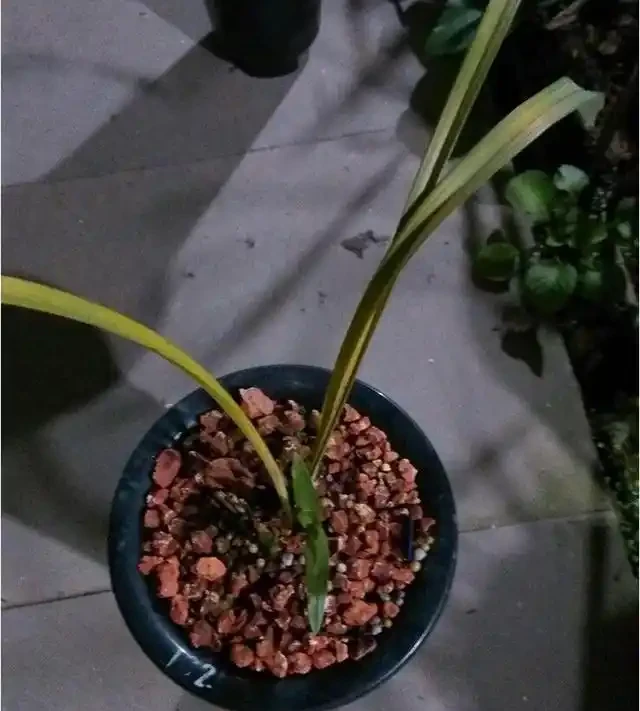 蘭花葉子黃化的成因和預防方法
