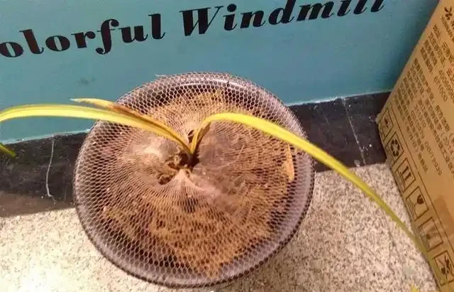 蘭花葉子黃化的成因和預防方法