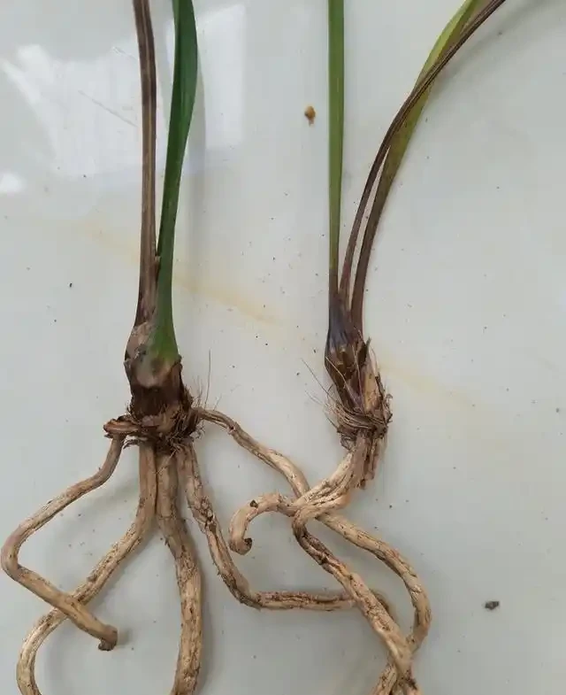 蘭花葉子黃化的成因和預防方法