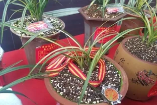 蘭花葉子黃化的成因和預防方法