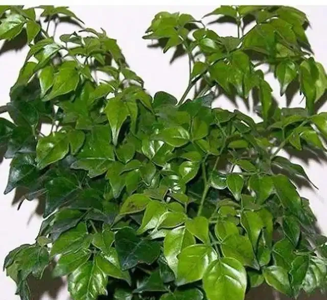 幸福樹黃葉掉葉還腐根這麼救！葉子青翠茂盛，呼呼長個！