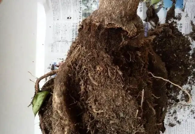 幸福樹黃葉掉葉還腐根這麼救！葉子青翠茂盛，呼呼長個！