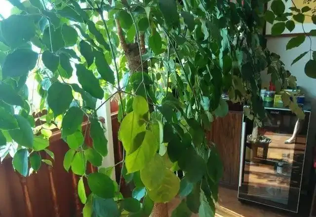 幸福樹黃葉掉葉還腐根這麼救！葉子青翠茂盛，呼呼長個！