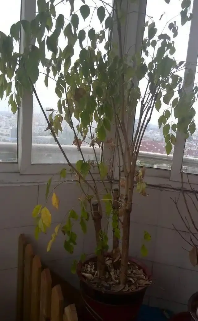 幸福樹黃葉掉葉還腐根這麼救！葉子青翠茂盛，呼呼長個！