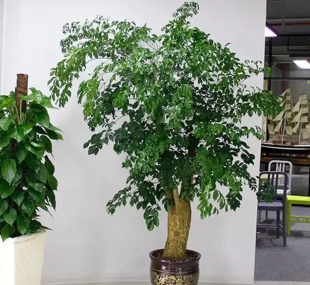 幸福樹黃葉掉葉還腐根這麼救！葉子青翠茂盛，呼呼長個！