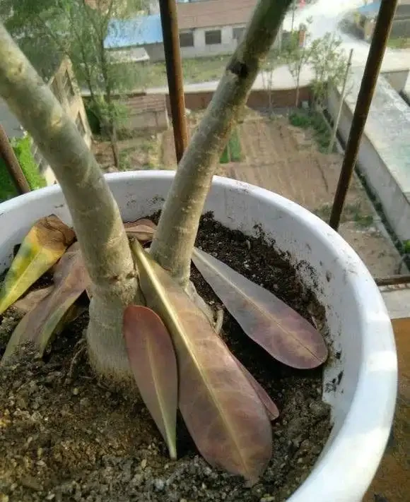 冬天沙漠玫瑰掉葉子怎麼破?四種解決方法送給你!