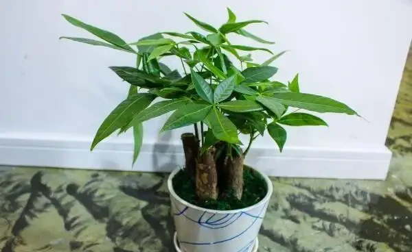 發財樹水澆多了怎麼辦,澆水過多處理方法以及澆水要點