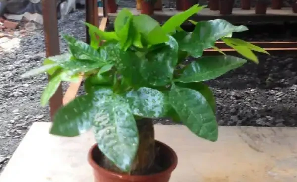 發財樹水澆多了怎麼辦,澆水過多處理方法以及澆水要點