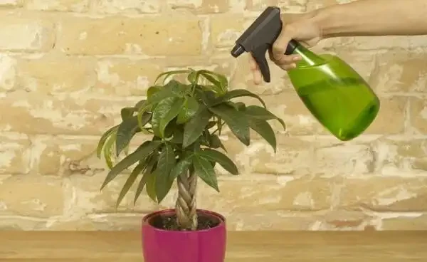 發財樹水澆多了怎麼辦,澆水過多處理方法以及澆水要點