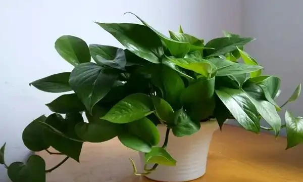 黃金葛