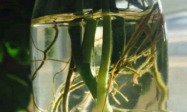 黃金葛