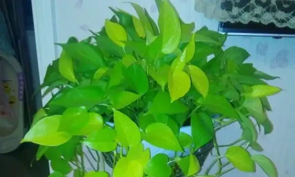 黃金葛