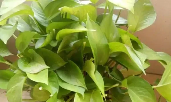 黃金葛