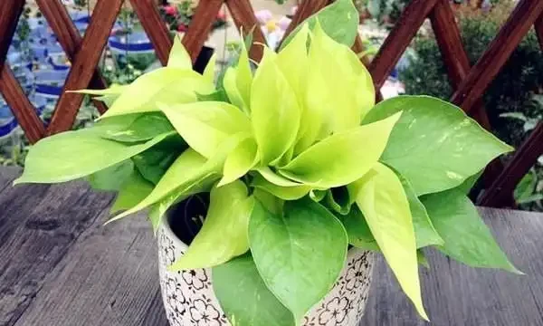 黃金葛