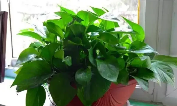 黃金葛