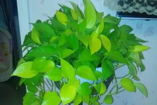 你家養的不叫黃金葛，那是黃金葛，也難怪養不好了！