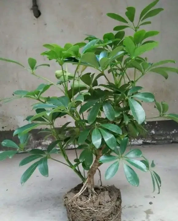 冬天鵝掌藤掉新葉的解決方法,其實很簡單!