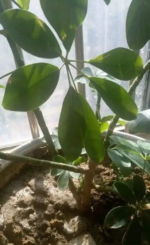 冬天鵝掌藤掉新葉的解決方法,其實很簡單!